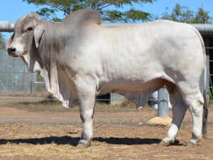 115 HAZELTON X MAN 5244 (H)