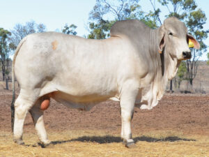 116 HAZELTON ARCHER 5288 (H)