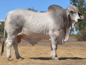 118 HAZELTON MAXWELL B2249 (H)
