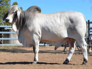 122 HAZELTON FLOYD 5201 (H)