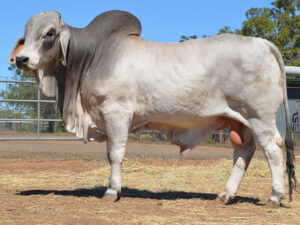 128 HAZELTON B ROMEO 5329 (H)