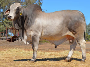 129 HAZELTON B RUFUS 5319 (H)