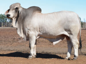 132 HAZELTON B X RAY 5427 (H)