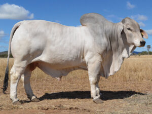 150 HAZELTON K EVEREST 4876 (P)