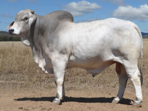 151 HAZELTON K ELVIS 4882 (P)