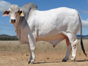 155 HAZELTON B WOLFGANG 4975 (H)
