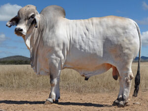 158 HAZELTON WARRICK 4960 (H)