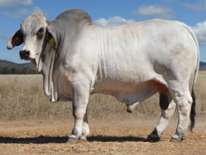 159 HAZELTON WHITMAN 5118 (H)