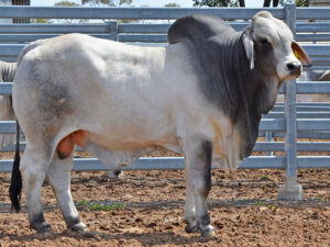 160 HAZELTON JAXON 5627 (H)
