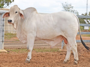 162 HAZELTON BOSCO 5550 (H)