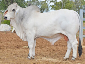 163 HAZELTON CAXTON 5617 (H)