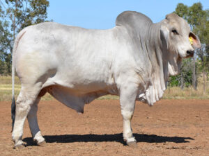 164 HAZELTON ADMIRAL 5743 (H)