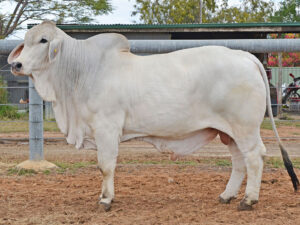 167 HAZELTON D FACTOR 5630 (H)
