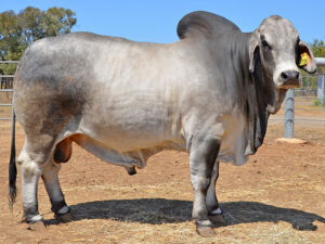 17 HAZELTON B HECTOR 4738 (H)