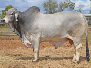174 HAZELTON K HARRISON B2627 (H)