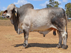 19 HAZELTON K HORATIO 4723 (H)