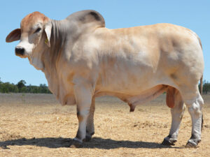02 HAZELTON RICHARD 5486 (P)