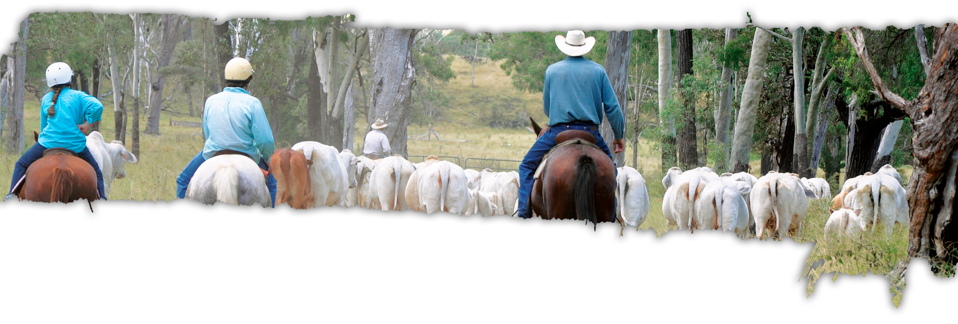 Hazelton Brahmans | Grey Brahman Stud Cattle Queensland