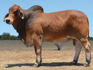 21 HAZELTON LUKE B2699 (P)