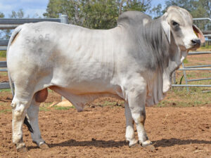 218 HAZELTON FRONTMAN 5695 (H)