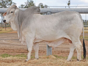 219 HAZELTON ANTHONY 5676 (H)