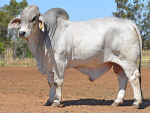 222 HAZELTON KINX 5626 (H)