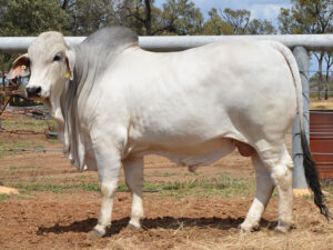 227 HAZELTON HARVEY 5780 (H)