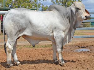 230 HAZELTON B FOSTER 5547 (H)
