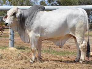231 HAZELTON B ELITE 5562 (H)