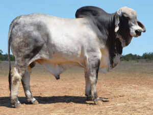 24 HAZELTON NED 5572 (P)