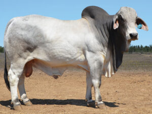 25 HAZELTON MAX B3208