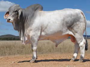 261 HAZELTON ATLAS 5005 (H)