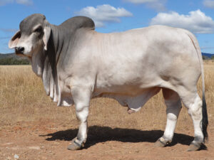 163 HAZELTON WILLIAM 4959 (H)