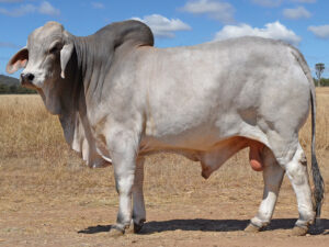 265 HAZELTON AXEL 5010 (H)