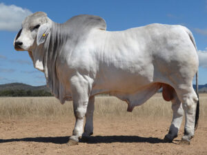 266 HAZELTON ACE 5030 (H)