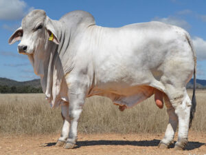 273 HAZELTON INFINITY 4908 (H)