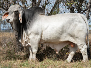 2AM BEEF WOOD 7955 (IVF) (PS)