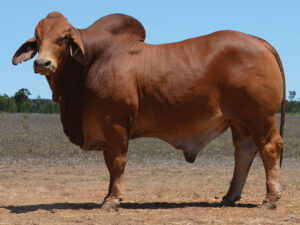 37 HAZELTON DYLAN 5655 (PS)