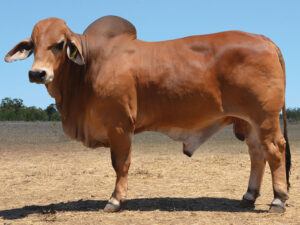 39 HAZELTON NATHAN 5644 (P)