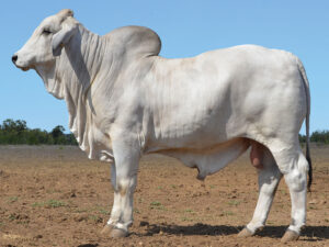 04 HAZELTON BRODIE 5561