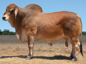 41 HAZELTON ELLIS B2641 (P)