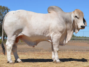 044 HAZELTON MARCUS B2245 (H)
