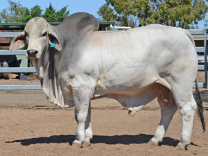 045 HAZELTON HACKER B2233 (H)