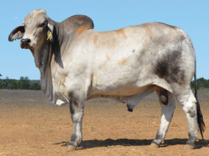46 HAZELTON BLAKE 5712