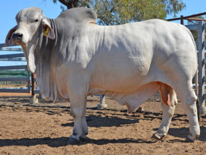 460 HAZELTON HAMILTON 4568 (H)