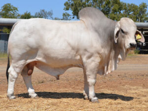 461 HAZELTON HERCULES 4571 (H)