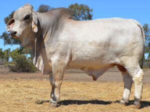 047 HAZELTON EZRA 5156 (H)