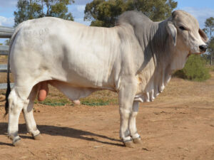 472 HAZELTON HENDRIX 4609 (H)