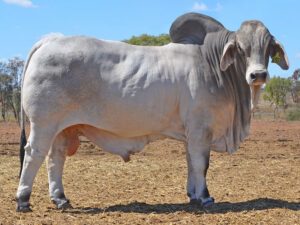 482 HAZELTON HILUX 4753 (H)