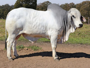 488 HAZELTON B DYNASTY 4194 (H)